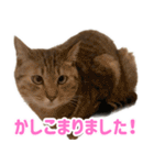 ニャオチビ 1（個別スタンプ：1）