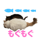 ニャオチビ 1（個別スタンプ：5）