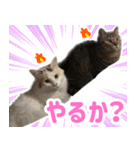 ニャオチビ 1（個別スタンプ：6）