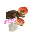 ニャオチビ 1（個別スタンプ：7）