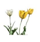 町のチューリップ（Tulips）2 ［文字無し］（個別スタンプ：15）