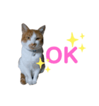 チャチャスタンプ^o^（個別スタンプ：1）