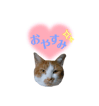 チャチャスタンプ^o^（個別スタンプ：8）