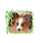 コロンの毎日2（個別スタンプ：5）