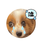 コロンの毎日2（個別スタンプ：12）