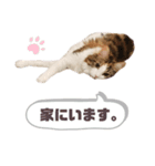 Pさん <日常> 第1弾（個別スタンプ：4）