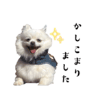 大人しい犬(敬語)ポメラニアン改（個別スタンプ：1）