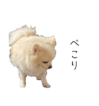 大人しい犬(敬語)ポメラニアン改（個別スタンプ：2）