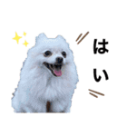 大人しい犬(敬語)ポメラニアン改（個別スタンプ：4）