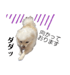 大人しい犬(敬語)ポメラニアン改（個別スタンプ：7）