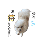 大人しい犬(敬語)ポメラニアン改（個別スタンプ：8）