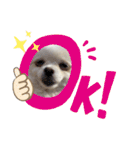 大人しい犬(敬語)ポメラニアン改（個別スタンプ：9）