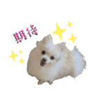 大人しい犬(敬語)ポメラニアン改（個別スタンプ：10）