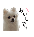 大人しい犬(敬語)ポメラニアン改（個別スタンプ：11）