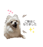 大人しい犬(敬語)ポメラニアン改（個別スタンプ：12）
