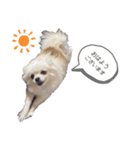 大人しい犬(敬語)ポメラニアン改（個別スタンプ：13）