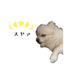 大人しい犬(敬語)ポメラニアン改（個別スタンプ：14）