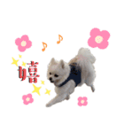 大人しい犬(敬語)ポメラニアン改（個別スタンプ：15）