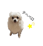 大人しい犬(敬語)ポメラニアン改（個別スタンプ：16）