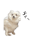 大人しい犬(敬語)ポメラニアン改（個別スタンプ：18）