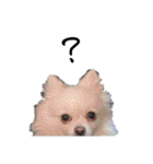 大人しい犬(敬語)ポメラニアン改（個別スタンプ：19）