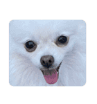 大人しい犬(敬語)ポメラニアン改（個別スタンプ：21）