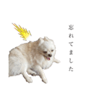 大人しい犬(敬語)ポメラニアン改（個別スタンプ：22）