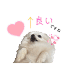 大人しい犬(敬語)ポメラニアン改（個別スタンプ：24）