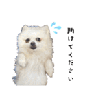 大人しい犬(敬語)ポメラニアン改（個別スタンプ：26）