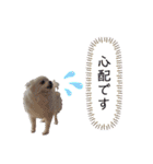 大人しい犬(敬語)ポメラニアン改（個別スタンプ：27）
