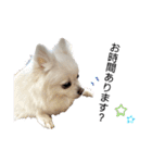 大人しい犬(敬語)ポメラニアン改（個別スタンプ：29）
