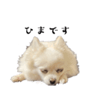 大人しい犬(敬語)ポメラニアン改（個別スタンプ：31）
