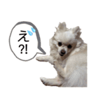 大人しい犬(敬語)ポメラニアン改（個別スタンプ：32）