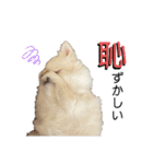 大人しい犬(敬語)ポメラニアン改（個別スタンプ：33）