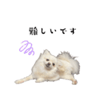 大人しい犬(敬語)ポメラニアン改（個別スタンプ：34）