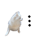 大人しい犬(敬語)ポメラニアン改（個別スタンプ：35）