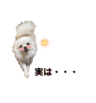 大人しい犬(敬語)ポメラニアン改（個別スタンプ：37）