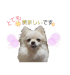 大人しい犬(敬語)ポメラニアン改（個別スタンプ：38）