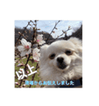 大人しい犬(敬語)ポメラニアン改（個別スタンプ：40）