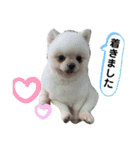 わんわんわんわんわんわん2（個別スタンプ：3）