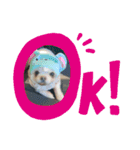 わんわんわんわんわんわん2（個別スタンプ：8）