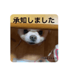 わんわんわんわんわんわん2（個別スタンプ：12）