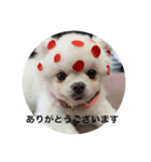 わんわんわんわんわんわん2（個別スタンプ：13）