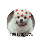 わんわんわんわんわんわん2（個別スタンプ：16）