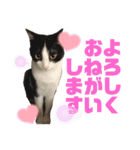 そうちゃんにゃんにゃんスタンプ2（個別スタンプ：1）