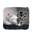 ねこのおこた兄弟3（個別スタンプ：1）