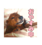 愛犬大福自分用（個別スタンプ：4）