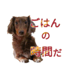 愛犬大福自分用（個別スタンプ：6）