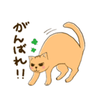 ねこたん あいさつ（個別スタンプ：10）