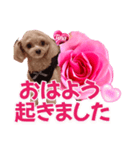 トイプーティナちゃん13薔薇とデカ文字編（個別スタンプ：1）